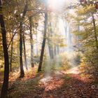 LICHTUNG IM WALD_A CLEARING IN THE FOREST