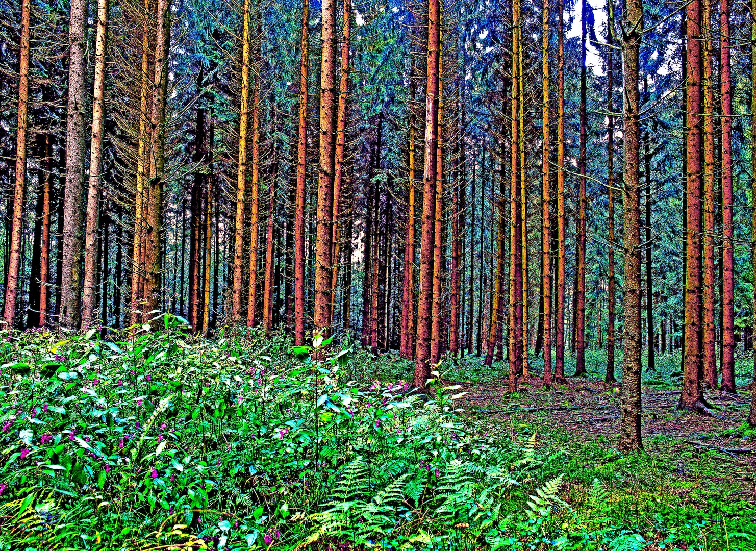 Lichtung in einem Fichtenwald im Lipperland