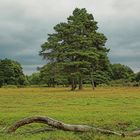 Lichtung in New Forest, Hampshire, Suedengland