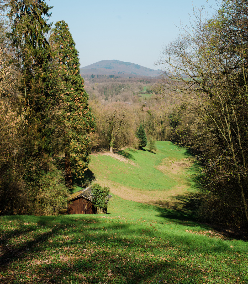 Lichtung Nähe Bensheim Waldfriedhof 2019