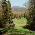 Lichtung Nähe Bensheim Waldfriedhof 2019