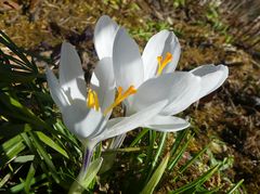 Lichtvoll