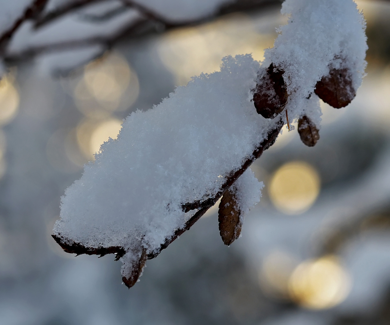 Lichtvoller Wintereinbruch! - Irruption lumineuse de l'hiver!