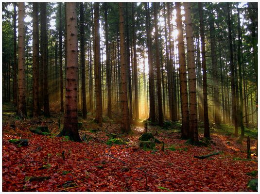 Lichtwald