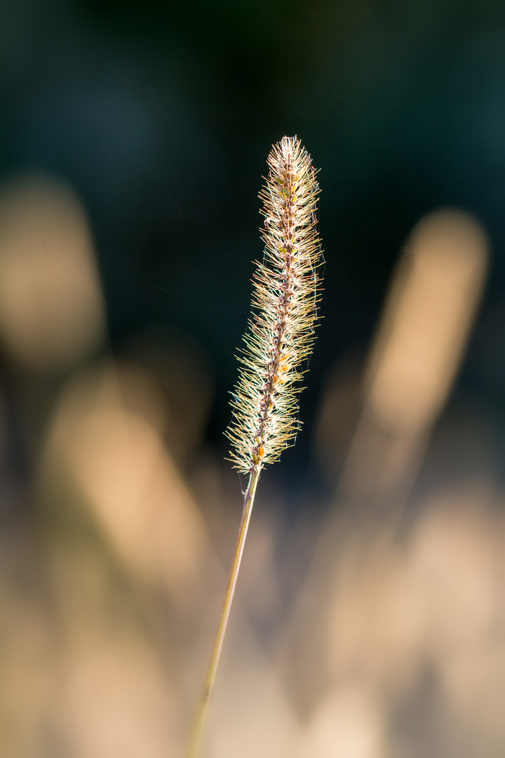 Lichtwedel