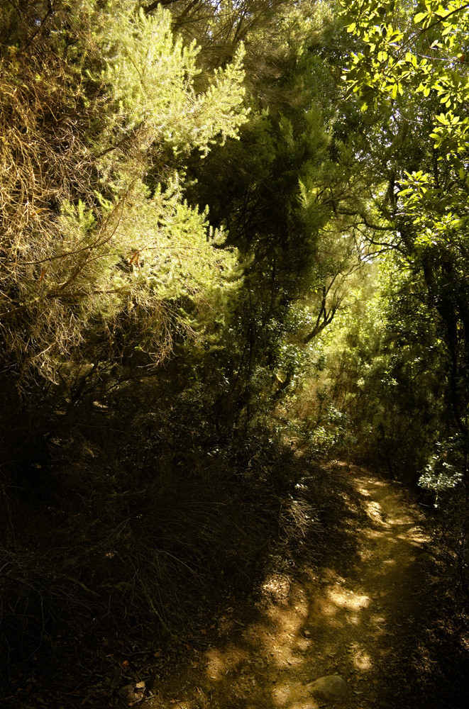 Lichtweg im Zauberwald, La Gomera