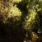Lichtweg im Zauberwald, La Gomera