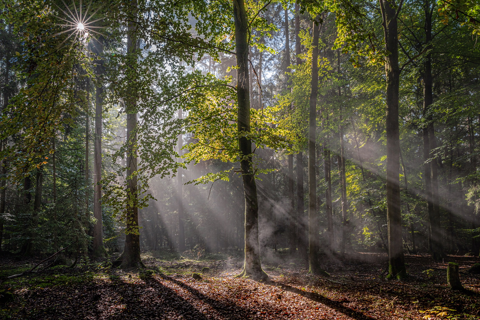 Lichtzauber im Wald