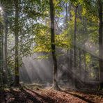 Lichtzauber im Wald