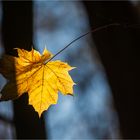 … Lichtzeichen für Rotkäppchen … 