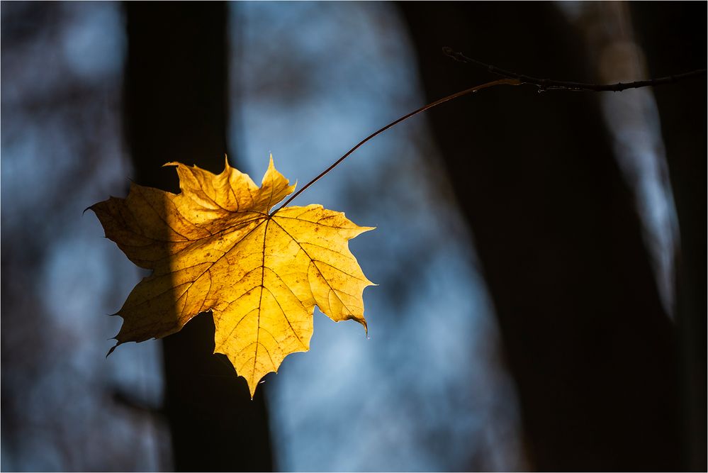 … Lichtzeichen für Rotkäppchen … 