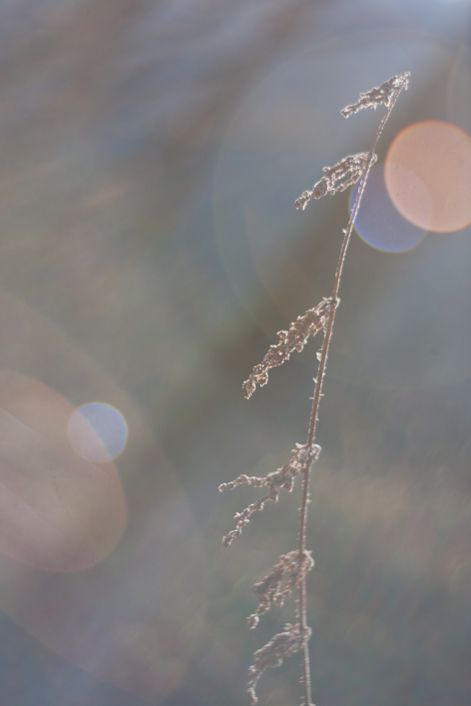 Lichtzerrung