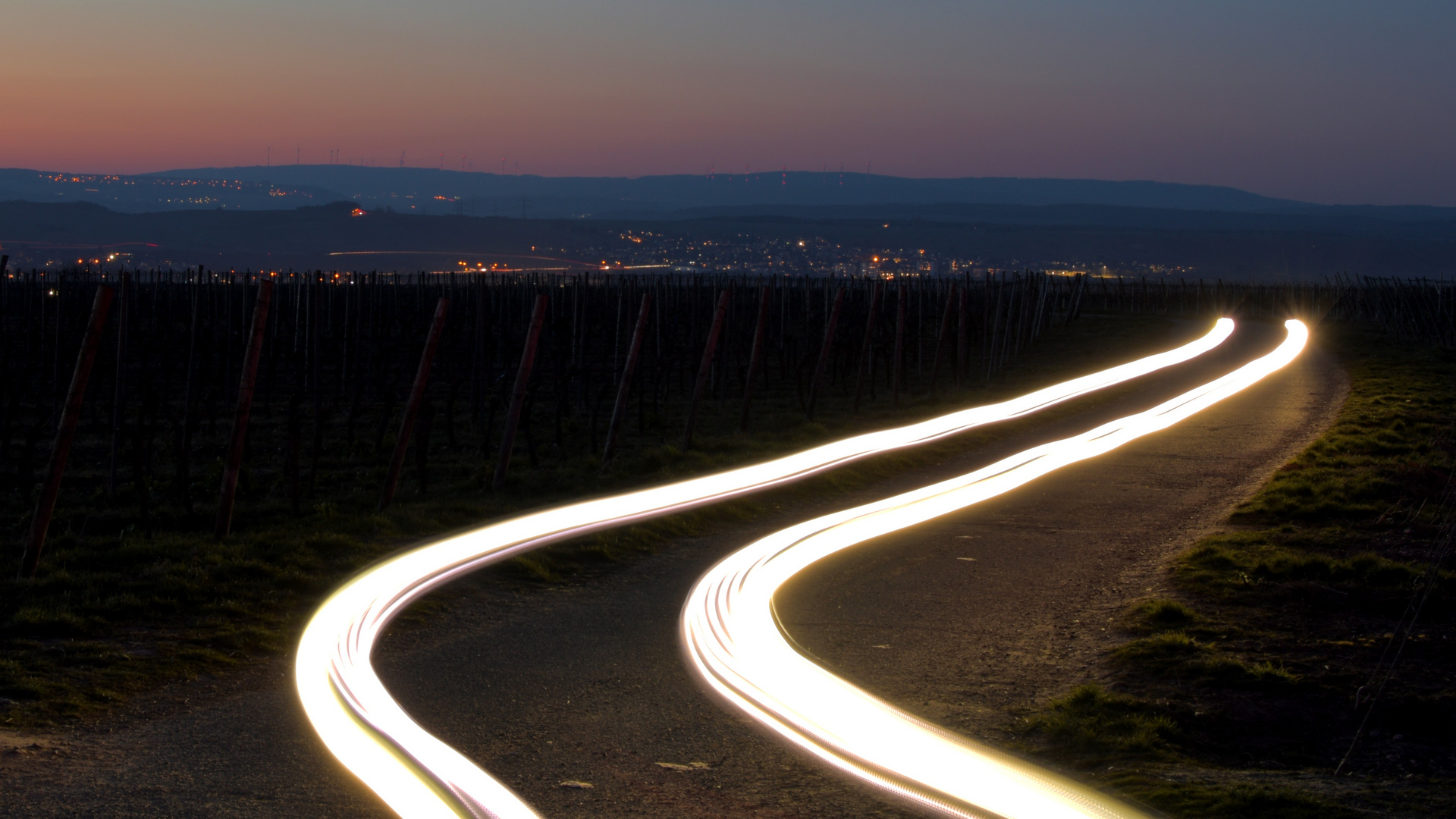 Lichtzieher in den Weinbergen zur blauen Stunde