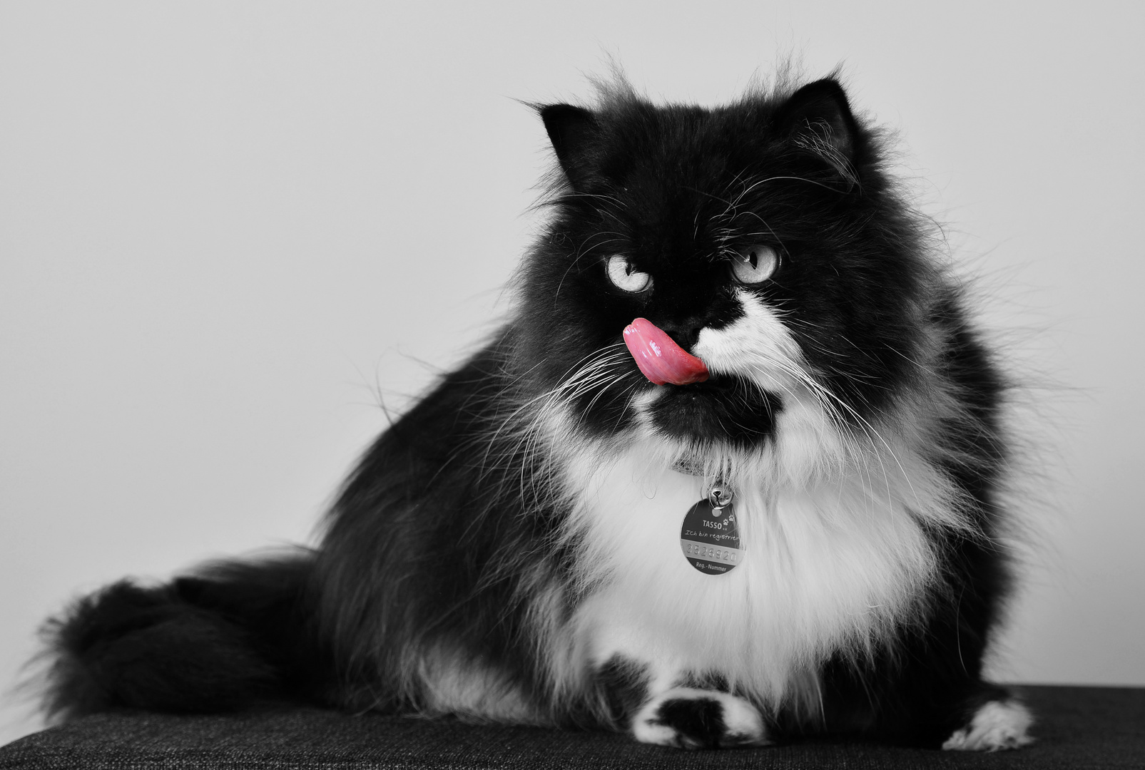 licking cat