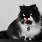 licking cat