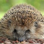 Lie Like An Igel