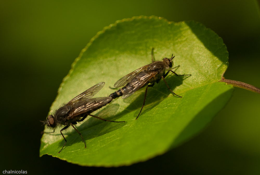 Liebe auf dem Blatt in der Sonne ...