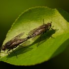 Liebe auf dem Blatt in der Sonne ...