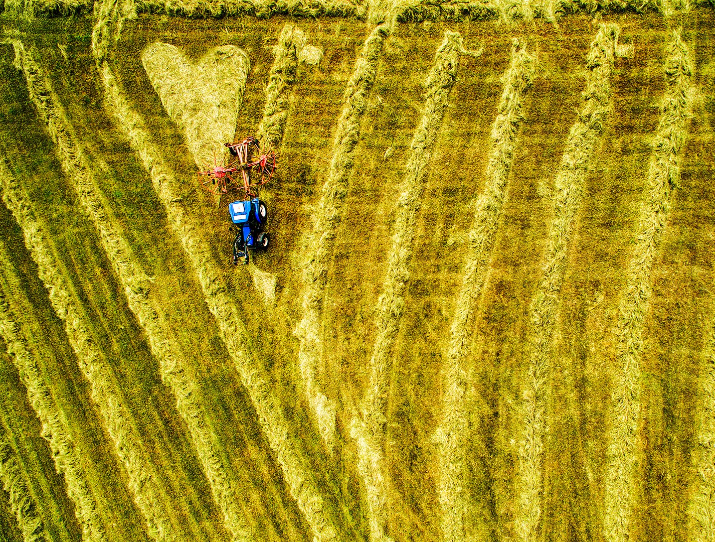 Liebe-auf-dem Feld