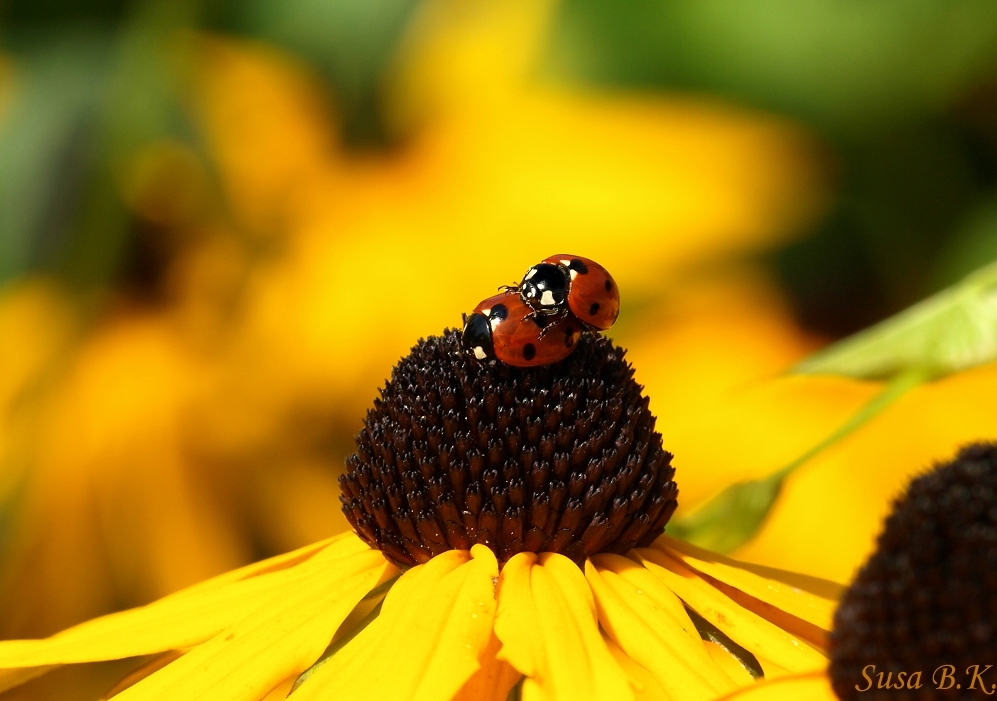 Liebe auf dem Sonnenhut