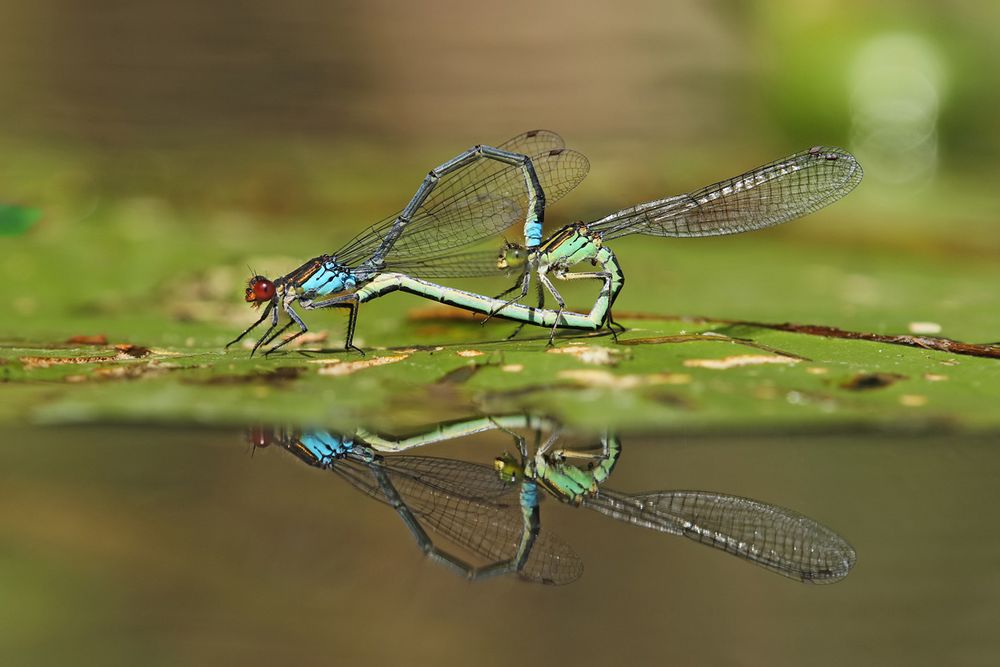 Liebe auf dem Wasserbett