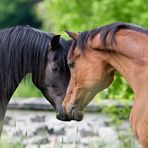 Liebe auf den ersten Blick