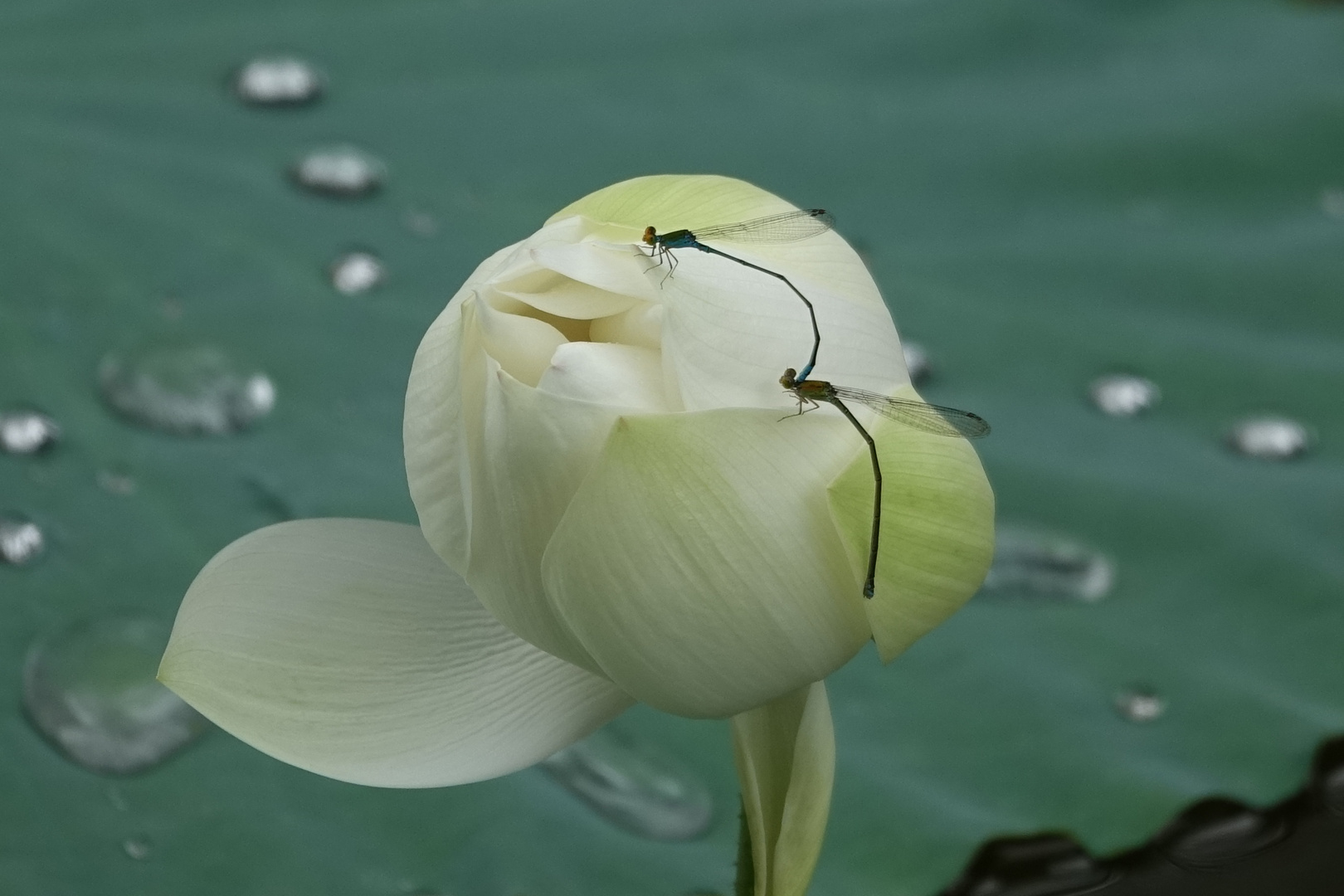 Liebe auf den ersten Blick