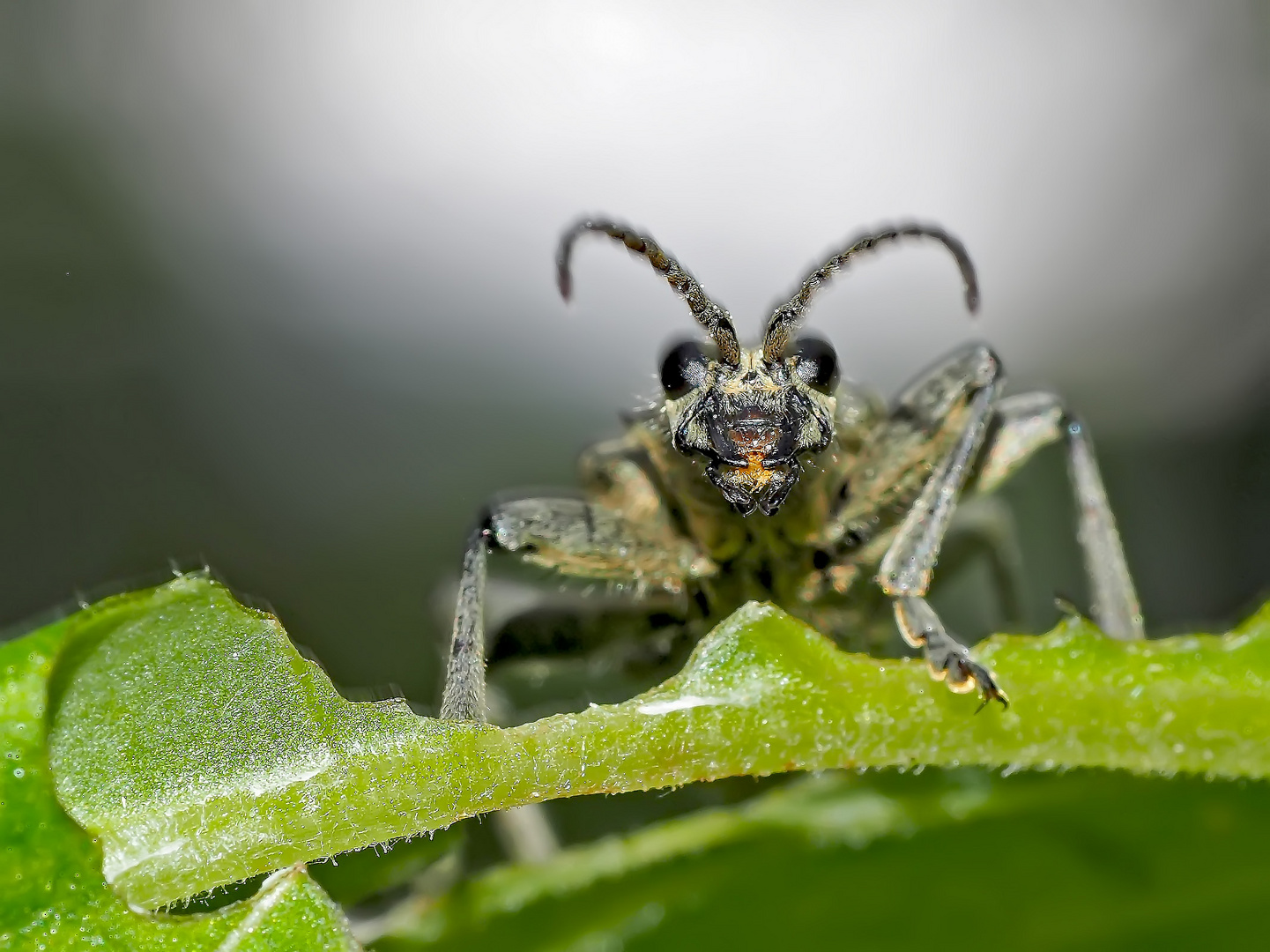 Liebe auf den ersten Blick! - N'est-il pas mignon?