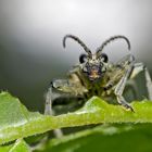 Liebe auf den ersten Blick! - N'est-il pas mignon?