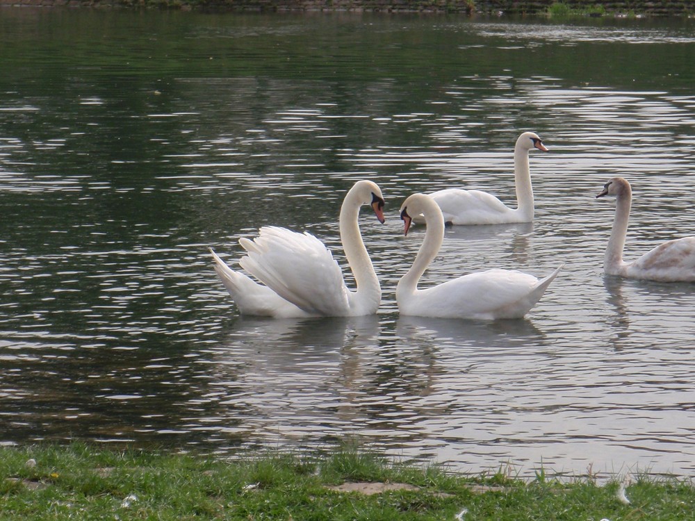 Liebe auf den ersten Schwan ;D