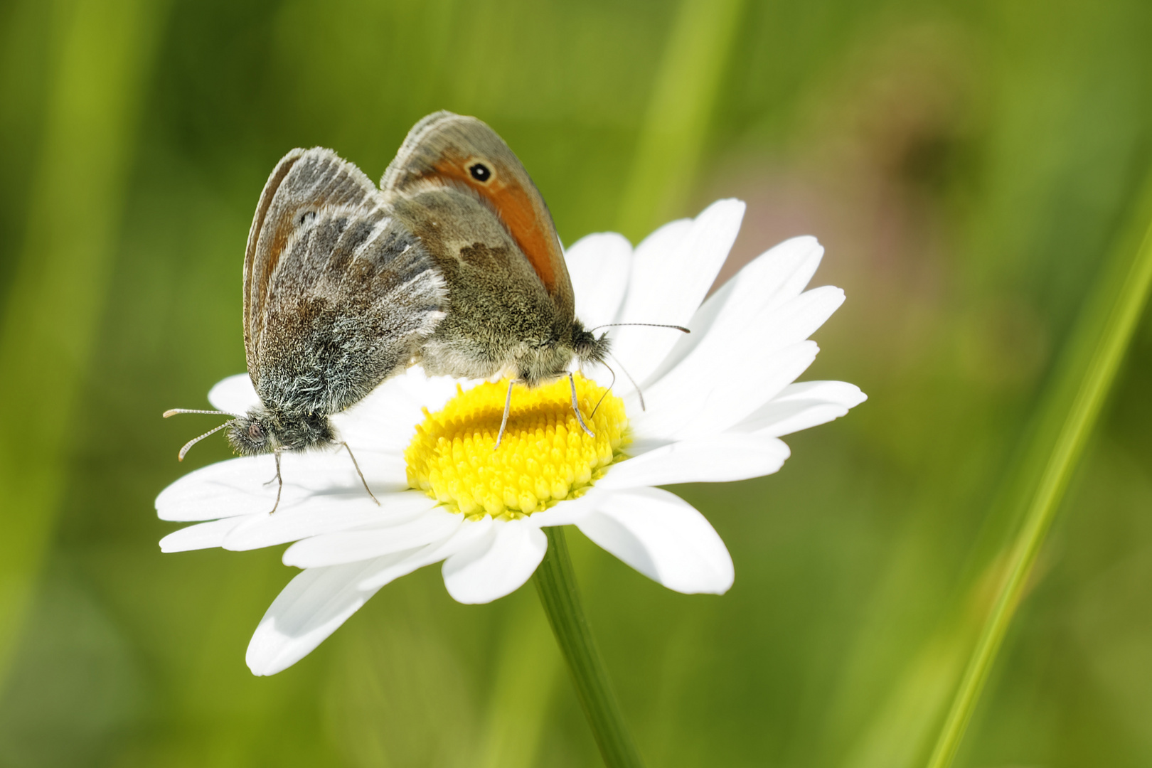 Liebe auf der Blüte