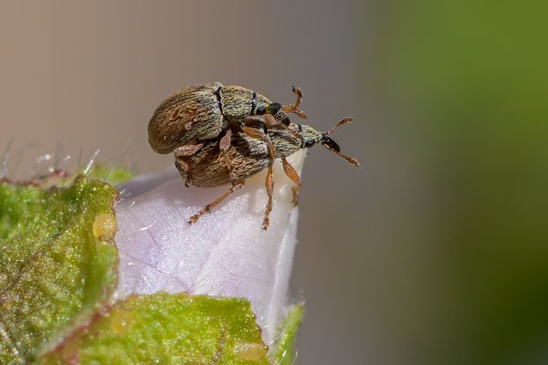 Liebe auf der Knospe ...