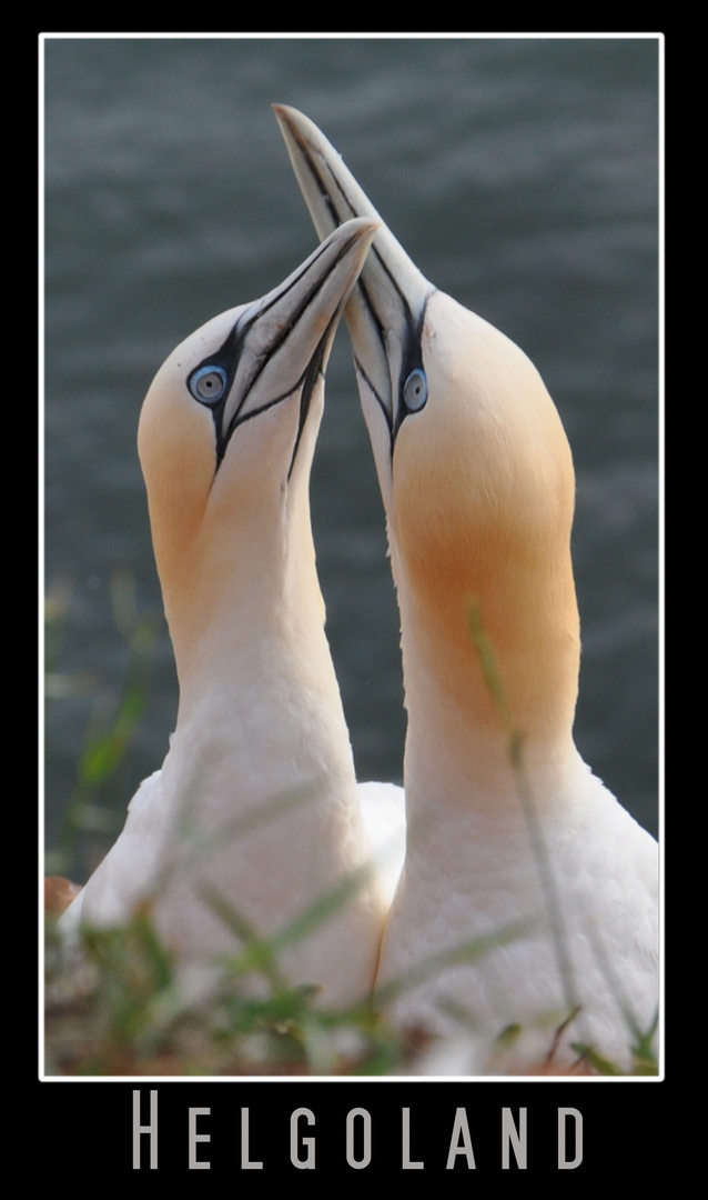 Liebe auf Helgoland