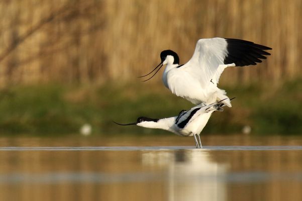 Liebe bei den Säbelschnäblern                                                  