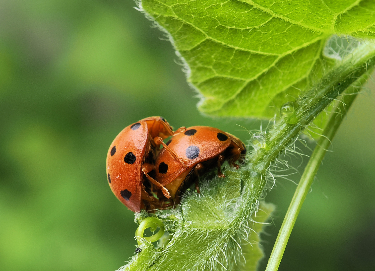 Liebe bei den Zaubrüben Marienkäfer …