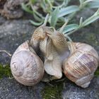 Liebe bei Weinbergschnecken