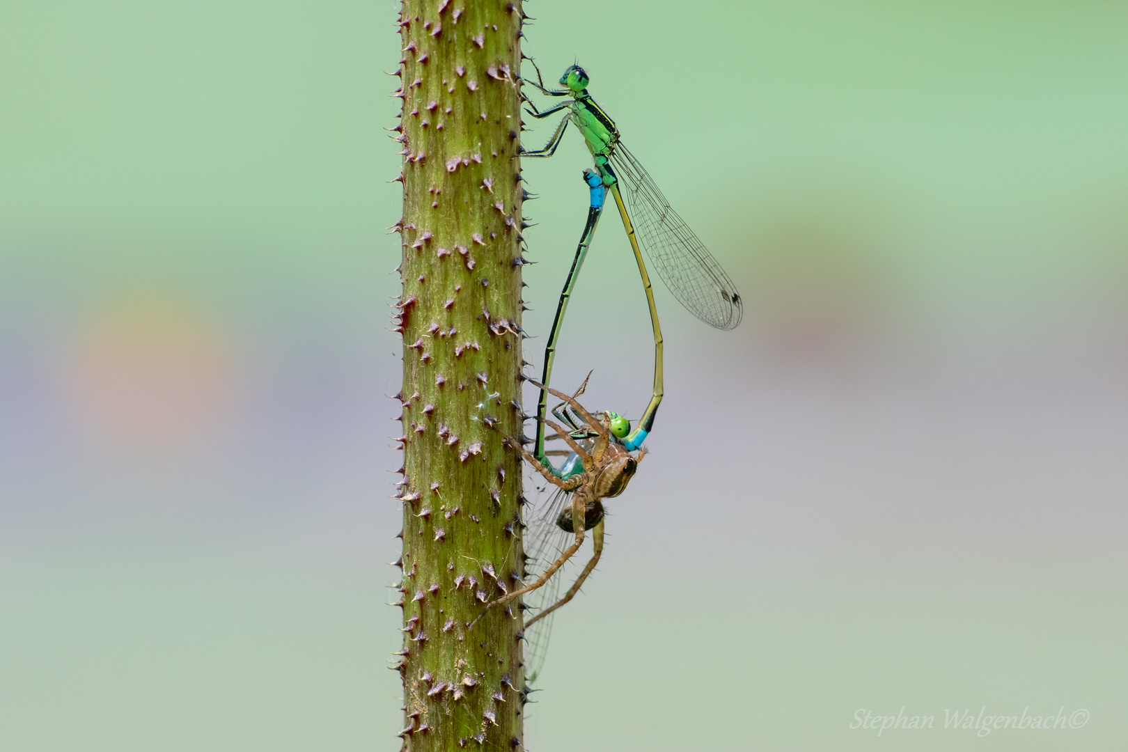 Liebe bis in den Tod (Ischnura senegalensis)