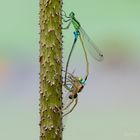 Liebe bis in den Tod (Ischnura senegalensis)