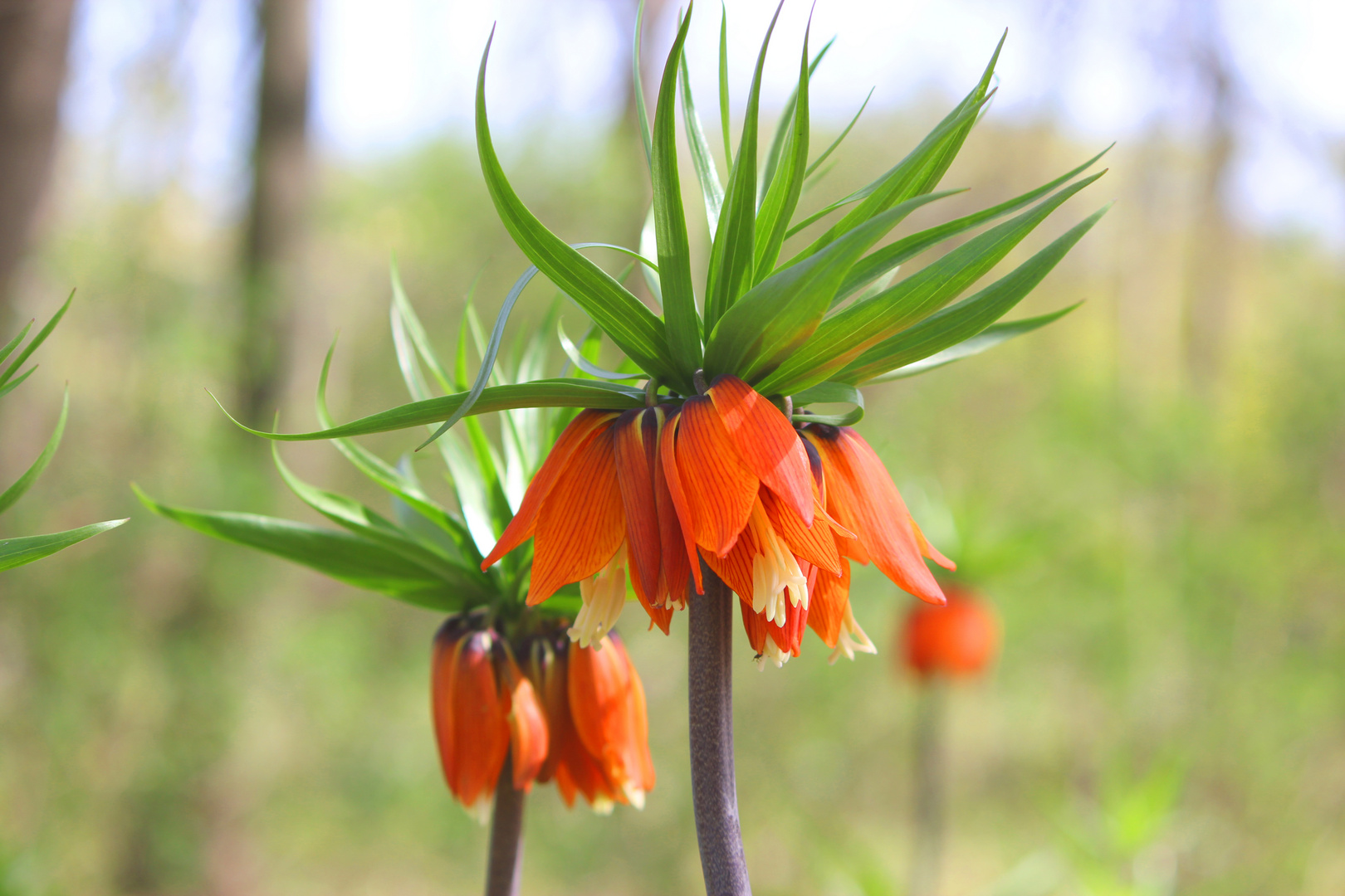 Liebe Blume,