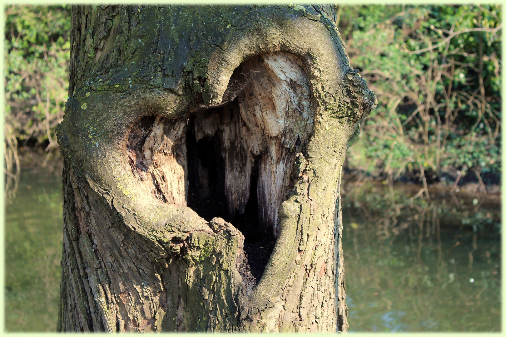 Liebe Die Natur Foto Bild Baum Natur Herz Bilder Auf Fotocommunity