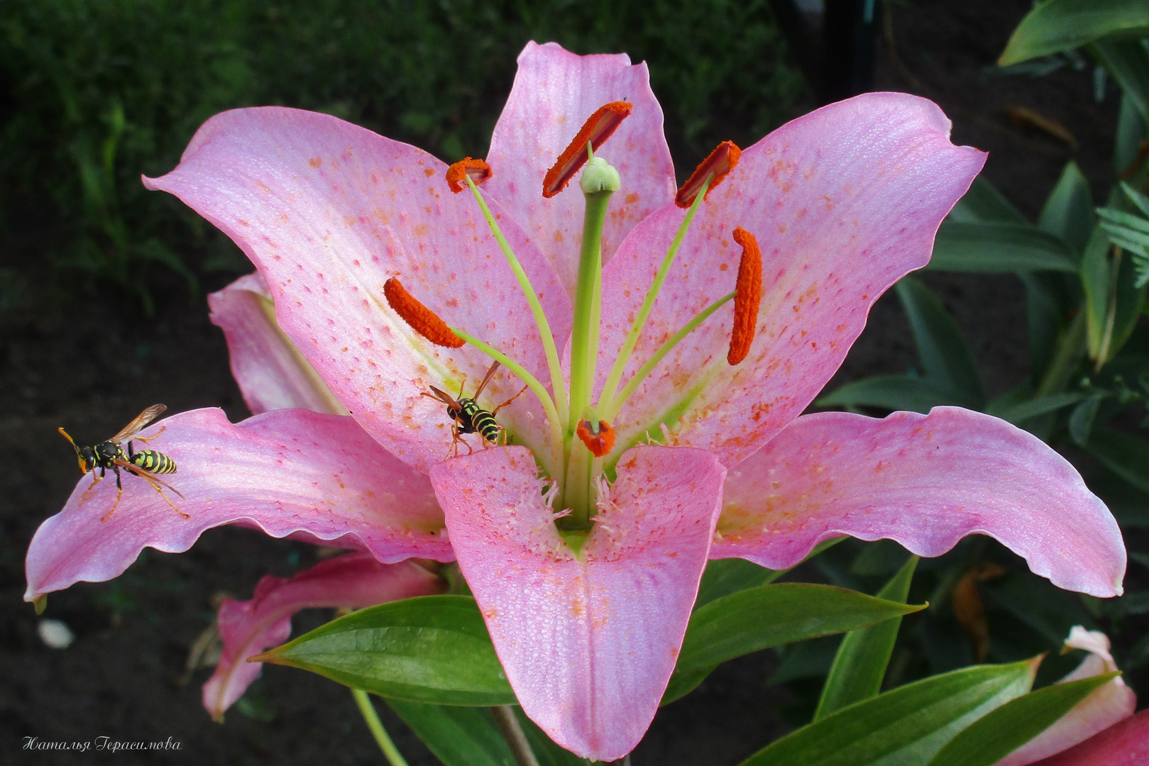 Liebe die Natur ich die Blüte...