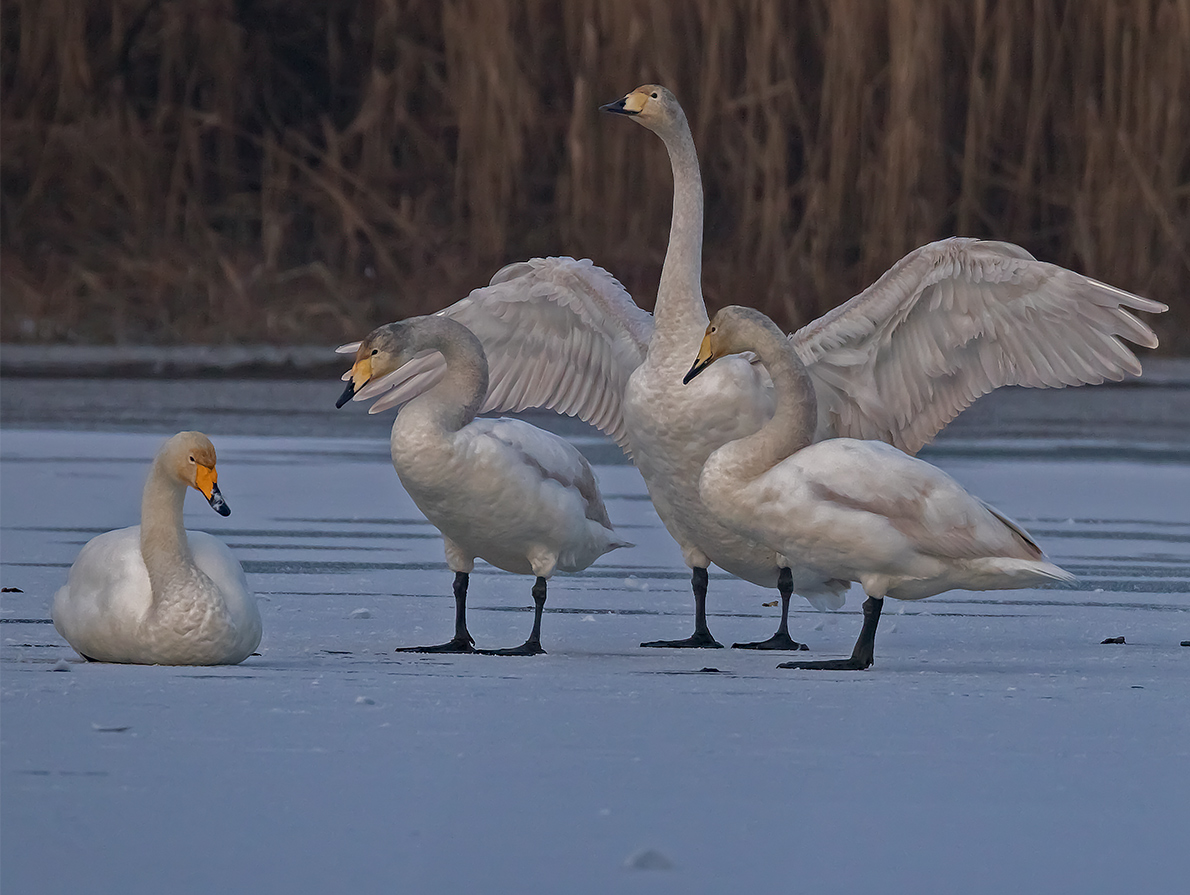 Liebe Familie ....