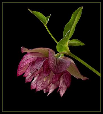 Liebe FC Freunde - Das ist mein erstes Bild für das neue Fotojahr 2017 