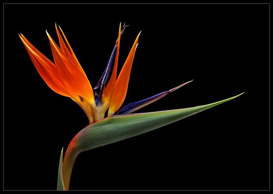 Liebe FC Freunde .. Hier ist mein fotografischer Mai - Gruß