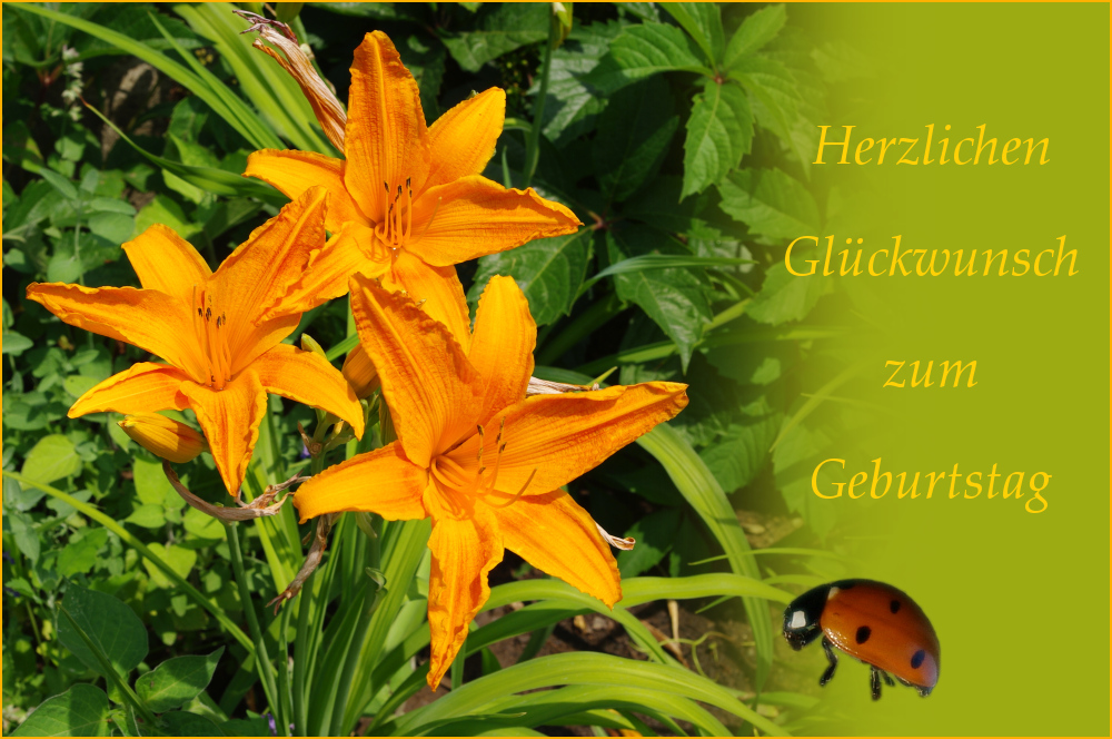 Liebe Geburtstagsgrüße für Petra Foto & Bild gratulation und