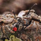 Liebe geht durch den Magen - Rindenspringspinnen- Pärchen teilt sich Beute