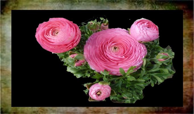 Liebe Gisela dein letztes Freitagsblümchen