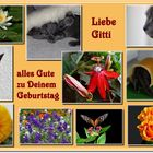 Liebe Gitti