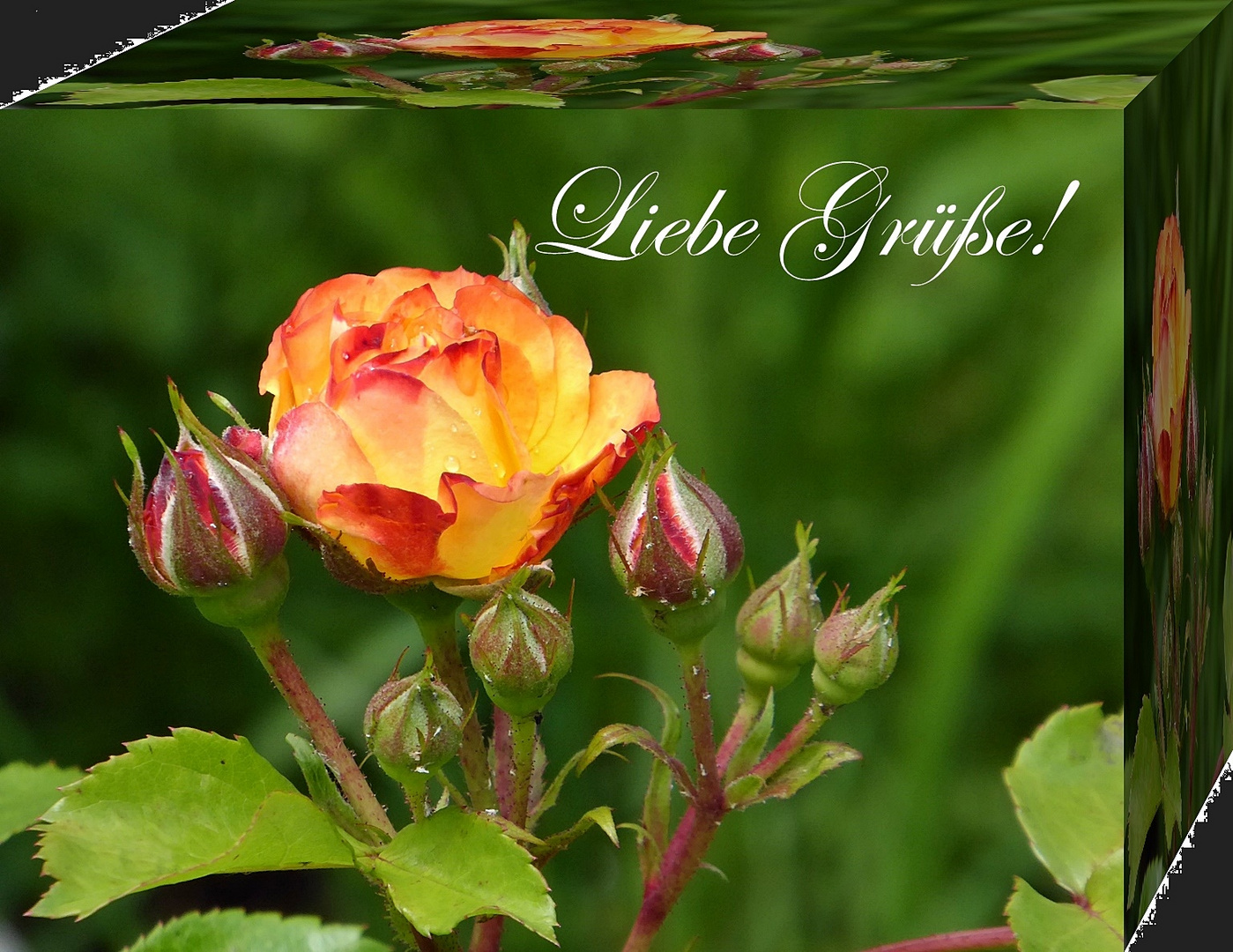 50+ Spruch Mit Bild Lieben Gruss, Wer einem freund, seiner freundin