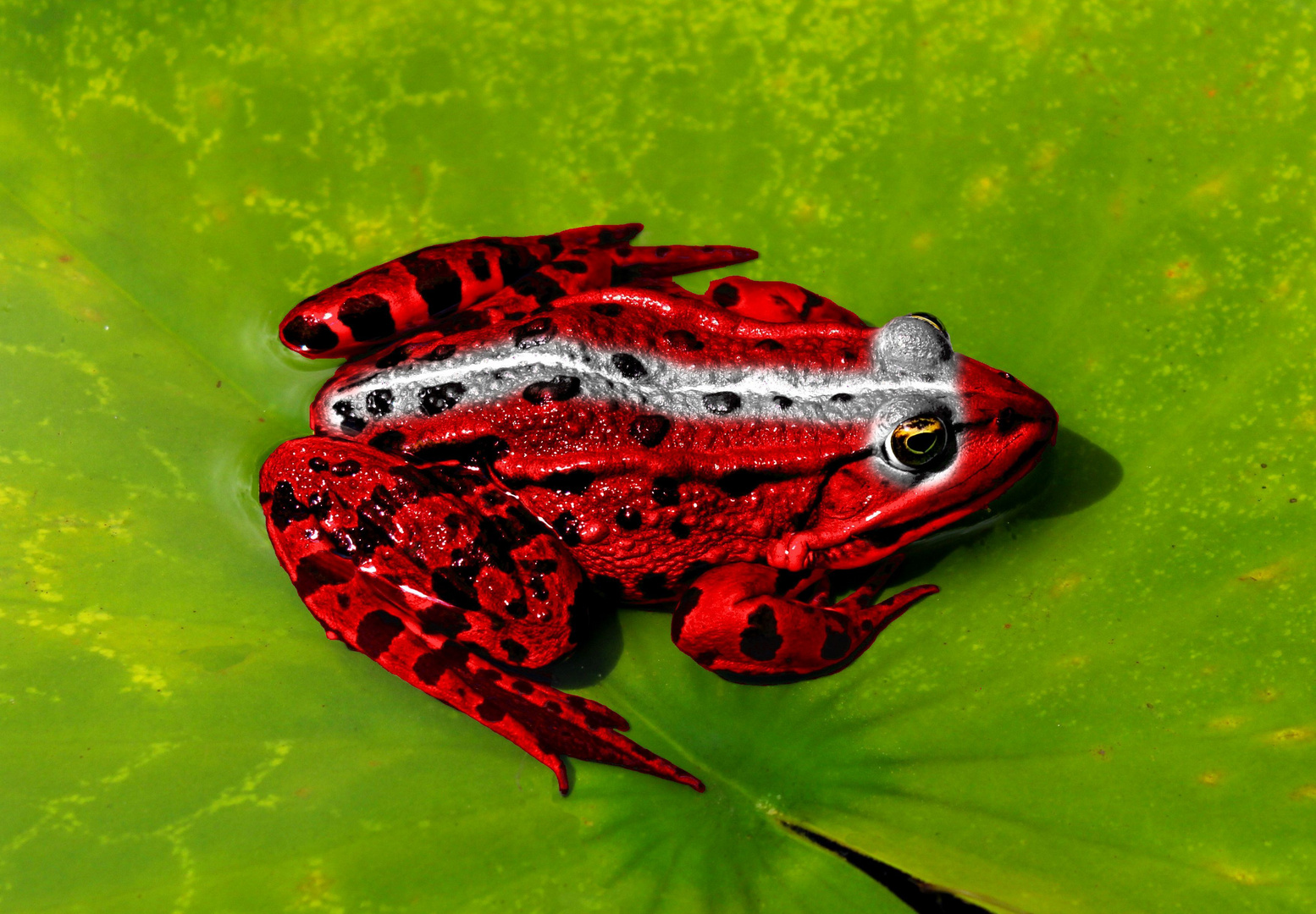 Liebe Grüße vom Weihnachtsfrosch